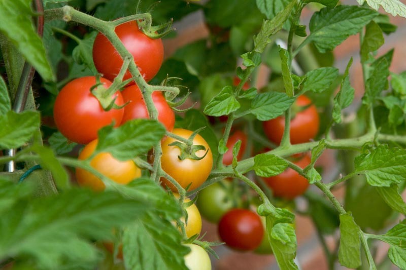 tomatoes-on-a-bush_rajattu