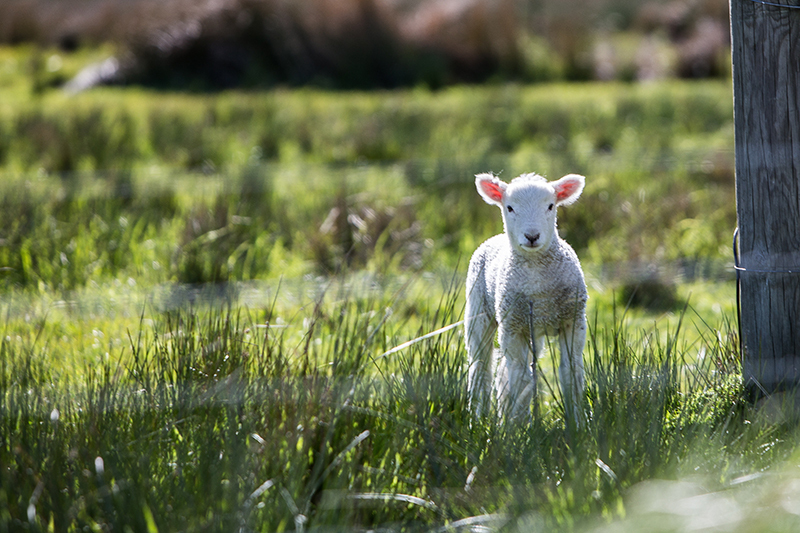 lammas