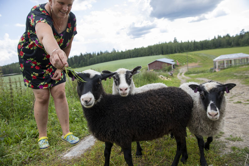 Anne Tuulentie syöttää lampaalle ruohoa. Kolme lammasta katsoo kuvaajaa kohden.