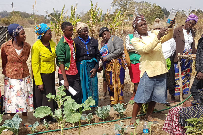 Ilmastonmuutos aiheuttaa ankaraa kuivuutta Zimbabwessa. Joukko paikallisia naisia Gwainin kylässä osallistui Suomen Lähetysseuran järjestämään kurssiin, jossa heille neuvottiin, kuinka rakennetaan tippakastelujärjestelmä. He oppivat myös, miten savesta rakennetaan puita säästävä liesi ja kuinka jätteitä kompostoidaan.