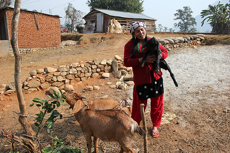 Nepalilainen Dil Kumari Bishwakarma vuohineen.