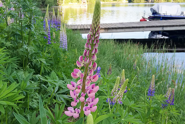 Etualalla keskellä on vaaleanpunainen lupiinin kukka, taustalla laituri.