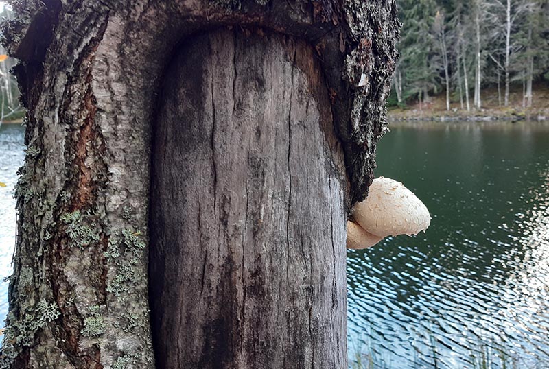 Männyn kuoresta osa on poissa ja rungosta kasvaa sieni. Taustalla siintää järvi.