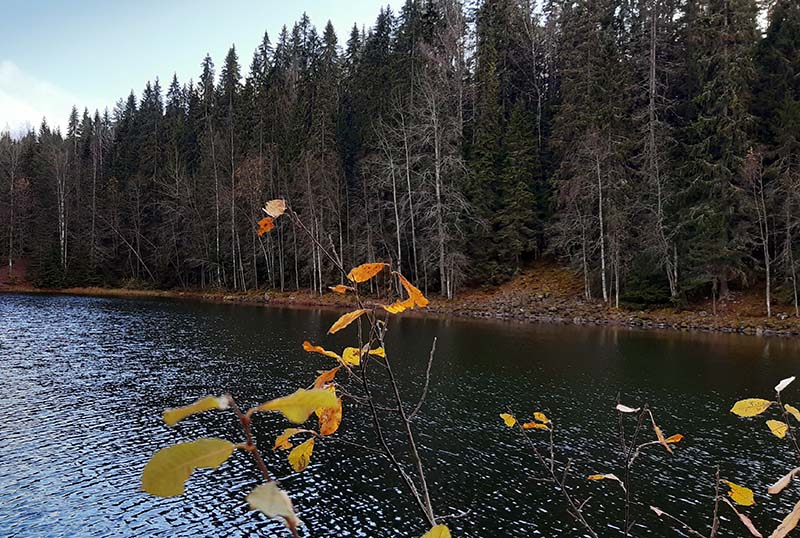 Järven edessä näkyy muutama puun lehti ja takana on kuusimetsää.