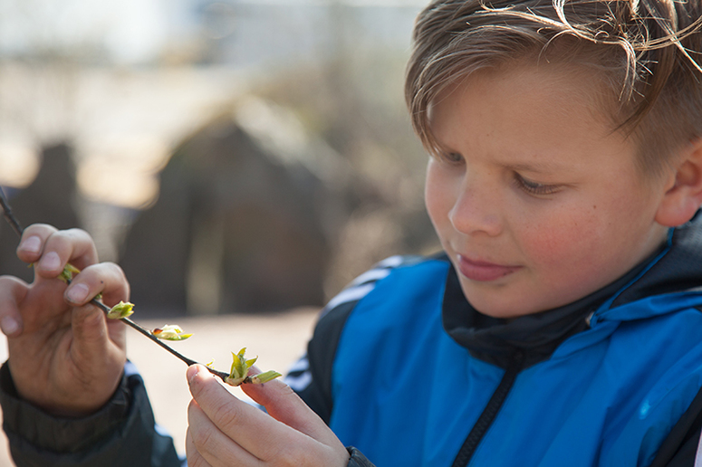 Lähikuva pojasta, joka pitää käsissään puun oksaa jossa on silmuja.