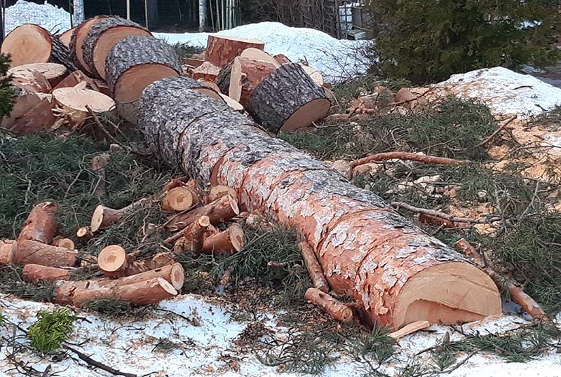 Paksu männyn runko lojuu pihamaalla sahattuna mataliksi pölkyiksi.