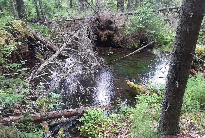 Vettä kaatuneiden kapeiden puunrunkojen keskellä.