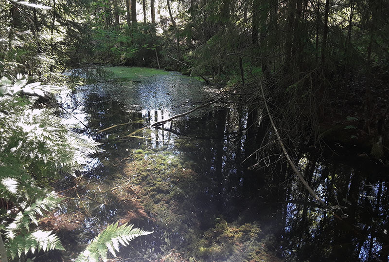 Keskellä on vettä, toisella reunalla aurinkoista ja toisella varjoisaa.