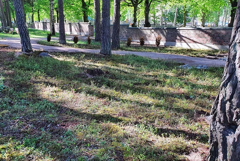 Metsäistä maisemaa, jossa aurinko paistaa maahan.