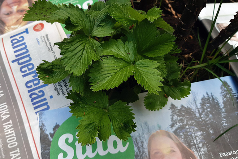 Keskellä on mansikan taimi ja sen ympärillä painettuja lehtiä, eli Tamperelainen ja Silta.