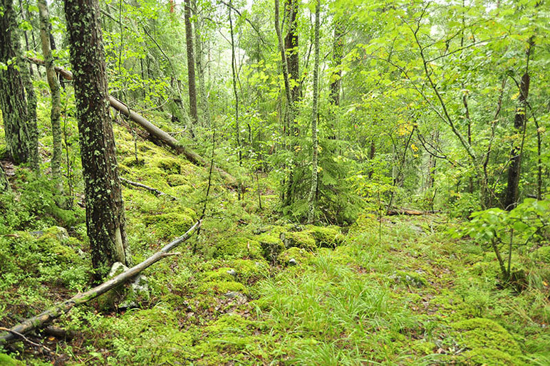 Rehevää metsämaastoa.