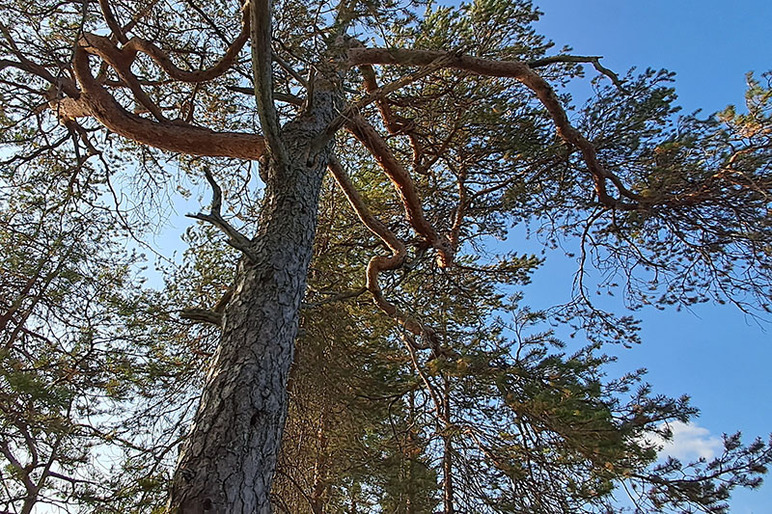 Männyn latva ja oksat kurottavat taivaalle.